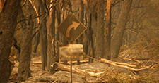 Damage from bushfire – trees across a road, 2009
