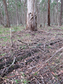 Topography – forest with fuel to burn including leaves bark and bush litter