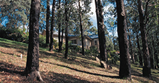 Topography – home located amongst eucalyptus trees