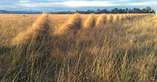 Topography – long dry grasses