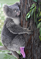 Koala with bandaged paw