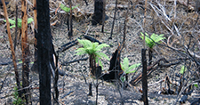 Regrowth after fire